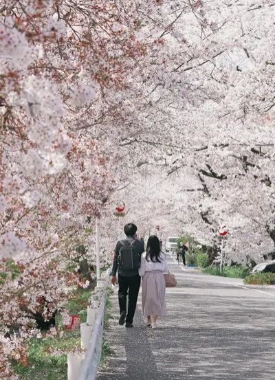 A couple walking a path beneath cherry trees in full blossom