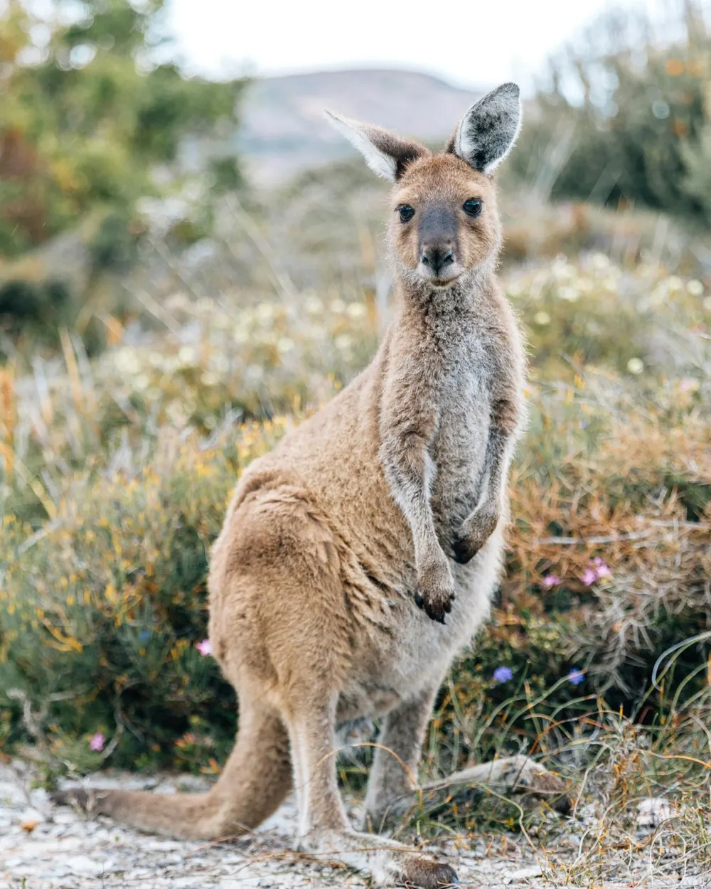 The tropical north, dry season in Australia