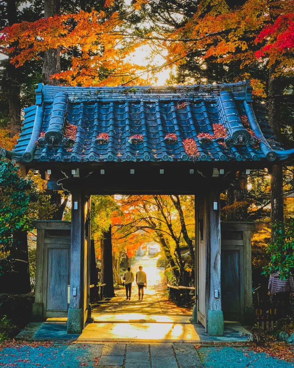 Autumn leaves in Japan