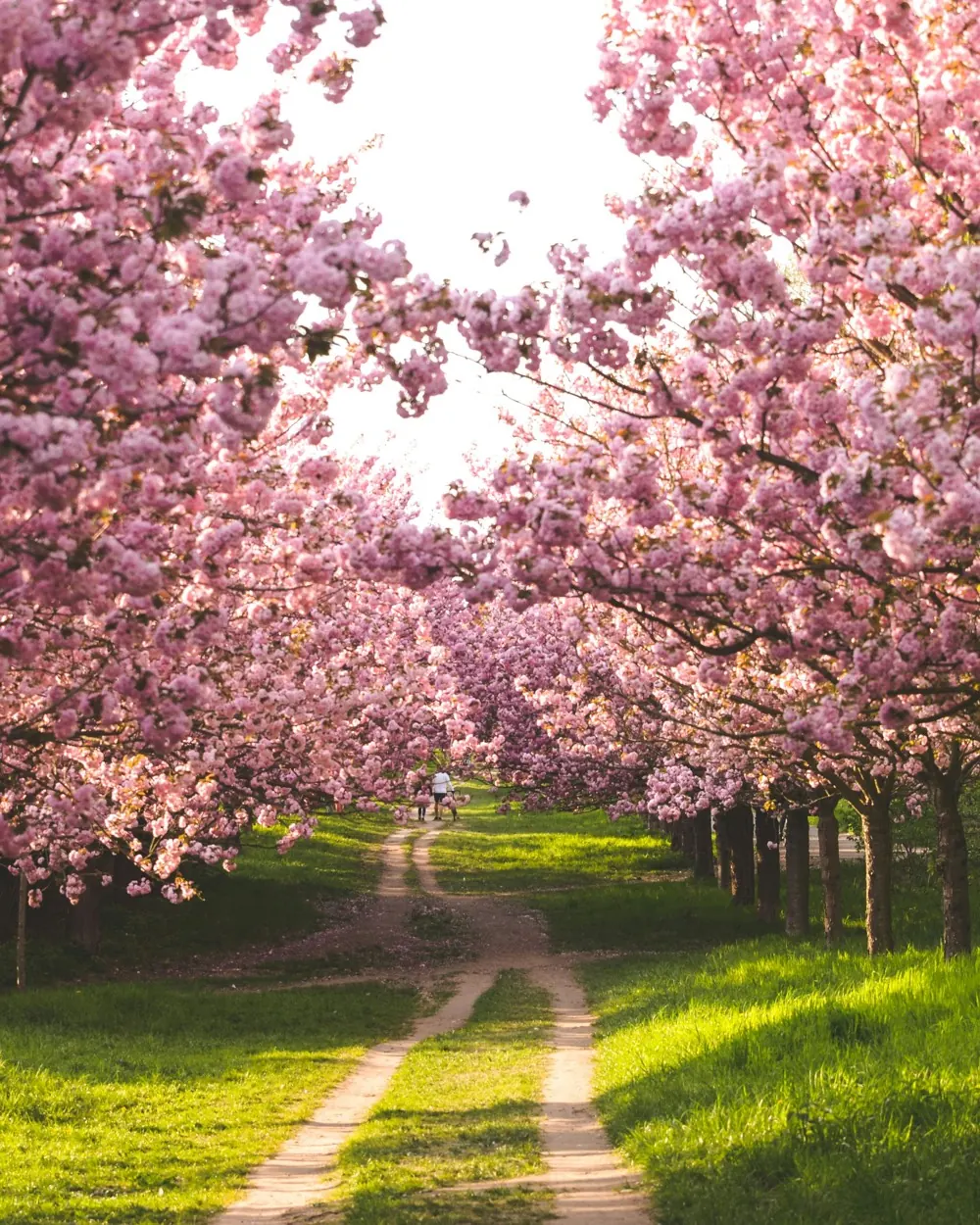 Cherry blossom in Japan