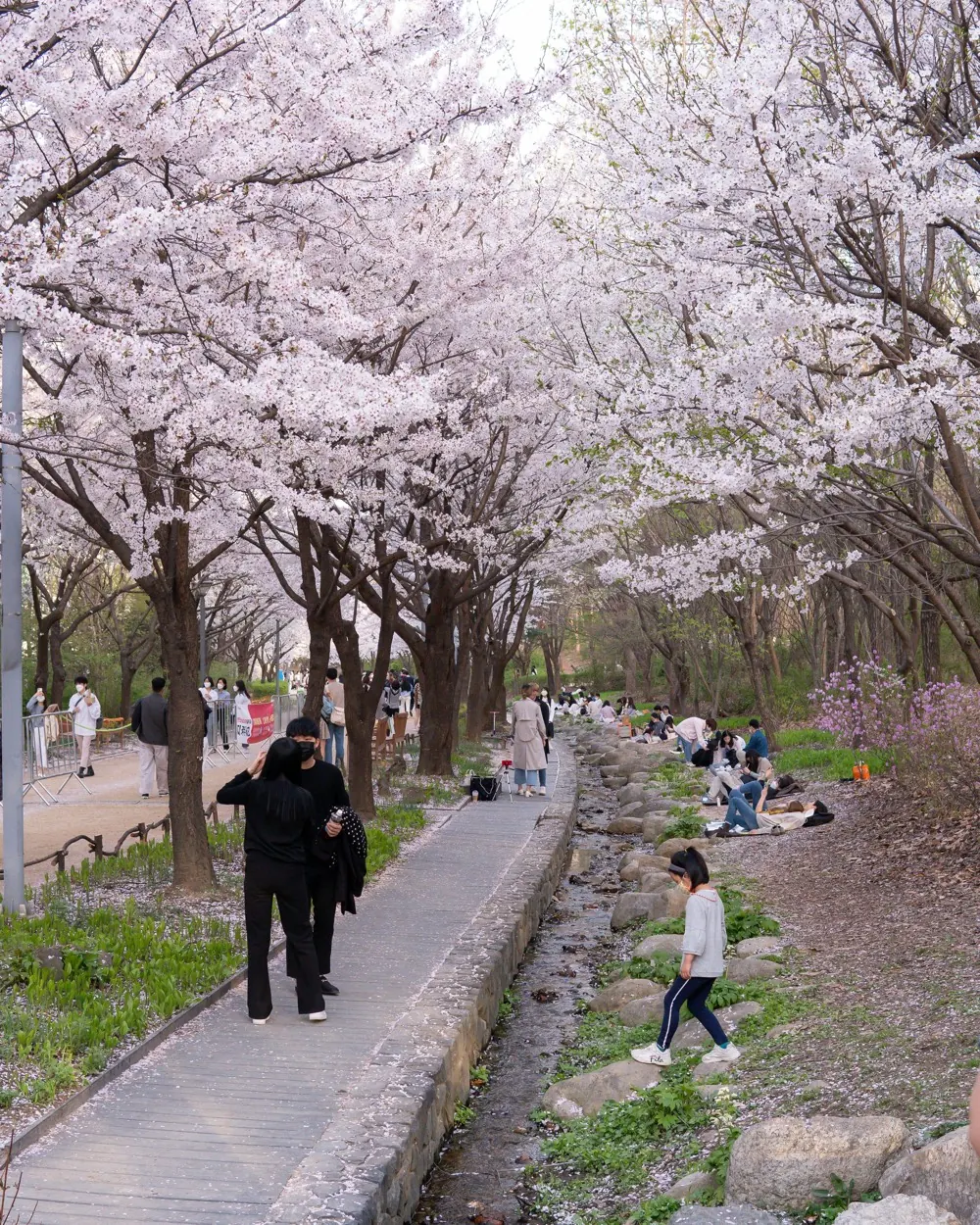 Cherry blossom in South Korea